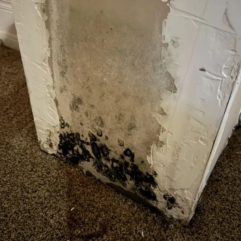Professional Mold Removal in Nottingham, NH